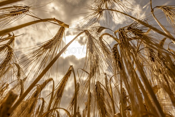 Ripe, golden ears of barley in the foreground with brightly lit clouds in the background, Cologne, North Rhine-Westphalia, Germany, Europe