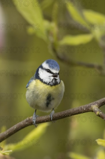 Blue tit (Cyanistes Caeruleus) adult bird singing on a Magnolia tree branch, England, United Kingdom, Europe