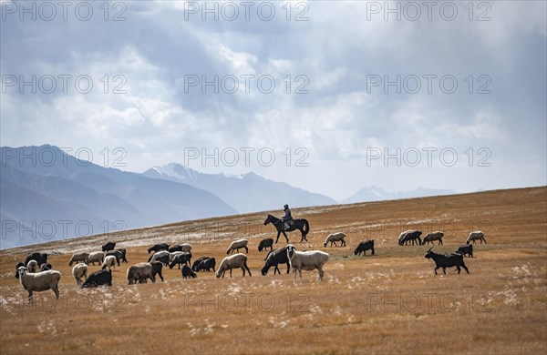 Nomadic life on a plateau, shepherd on horse, flock of sheep, dramatic high mountains, Tian Shan Mountains, Jety Oguz, Kyrgyzstan, Asia