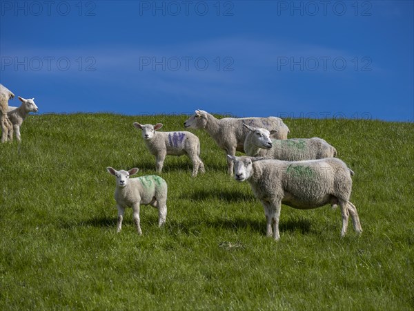 Sheep and lambs on the dyke at Hilgenriedersiel natural beach on the North Sea coast, Hilgenriedersiel, East Frisia, Lower Saxony, Germany, Europe