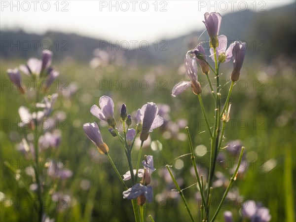 Meadowfoam (Cardamine pratense), Leoben, Styria, Austria, Europe