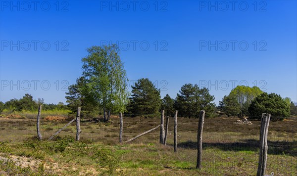 Schoenower Heide nature reserve, Schoenow, Brandenburg, Germany, Europe