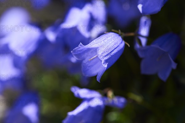 Earleaf bellflower (Campanula cochleariifolia) blooming in the mountains at Hochalpenstrasse, Pinzgau, Salzburg, Austria, Europe