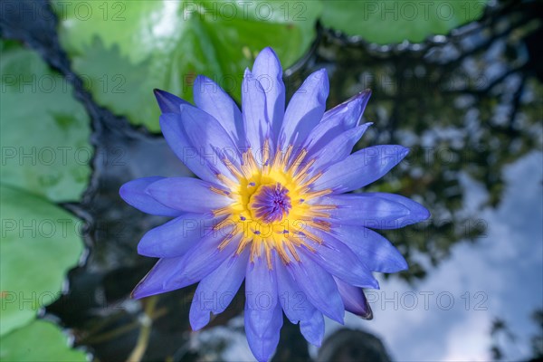 Image of lotus named Nymphaea Caerulea. Thailand, Phuket