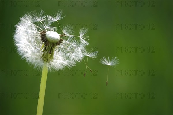 Blowball, Spring, Germany, Europe