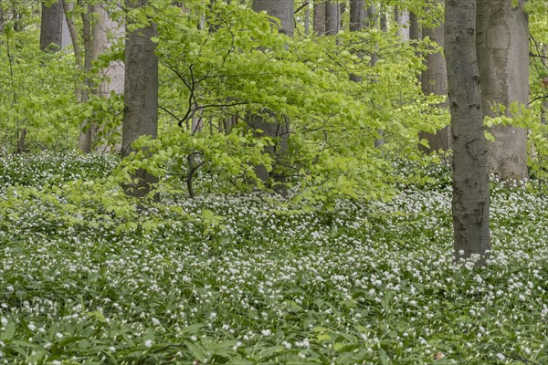 Ramson (Allium ursinum) and fresh leaves of common beeches (Fagus sylvatica) in Hainich, Thuringia, Germany, Europe