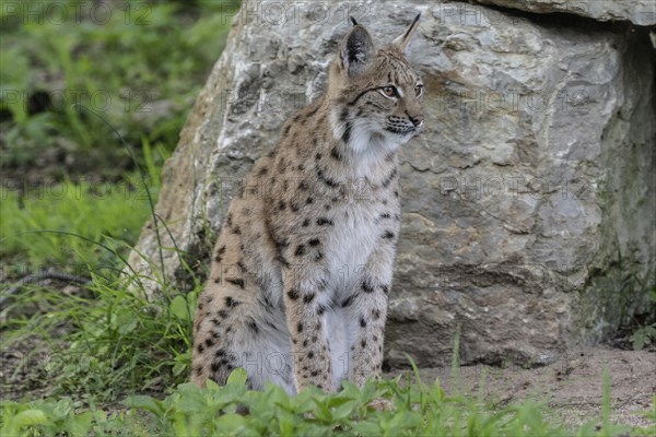 Eurasian lynx (Lynx lynx), captive), coordination enclosure Huetscheroda, Thuringia, Germany, Europe