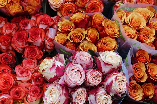 Bunches of roses (Rose) in various shades of red, fresh and natural, flower sale, Hamburg Central Station, Hamburg, Hanseatic City of Hamburg, Germany, Europe