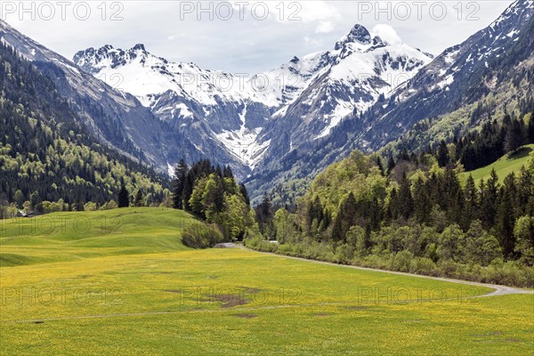 Landscape with yellow flowering meadow and tree, Kratzer and Trettachspitze in the background, Trettachtal, near Gottenried, Oberstdorf, Oberallgaeu, Allgaeu, Bavaria, Germany, Europe