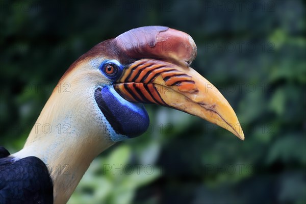 Knobbed Hornbill, (Rhyticeros cassidix), adult, portrait, captive