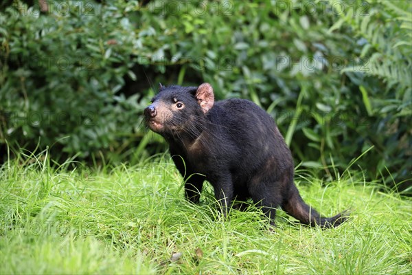 Tasmanian devil (Sarcophilus harrisii), adult, vigilant, running, captive, Tasmania, Australia, Oceania