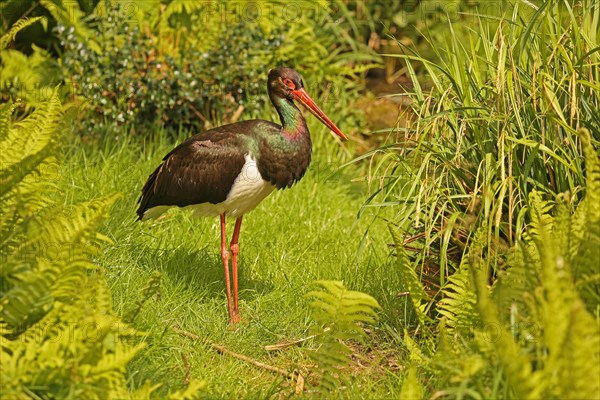 Black stork (Ciconia nigra)