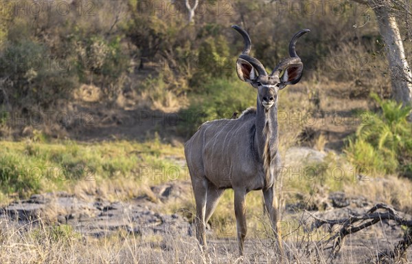Greater kudu (Tragelaphus strepsiceros) in dry grass, adult male, Kruger National Park, South Africa, Africa