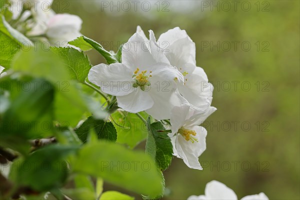 Apple blossoms (Malus), with bokeh in the background, Wilnsdorf, Nordrhein. Westphalia, Germany, Europe