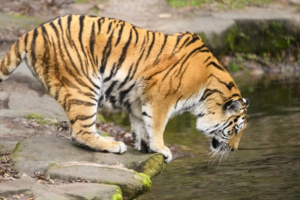 Siberian tiger or Amur tiger (Panthera tigris altaica) standing at the shore of a lake, captive, habitat in Russia