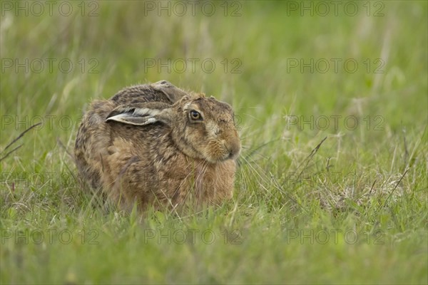 European brown hare (Lepus europaeus) adult animal resting in a grass field, England, United Kingdom, Europe