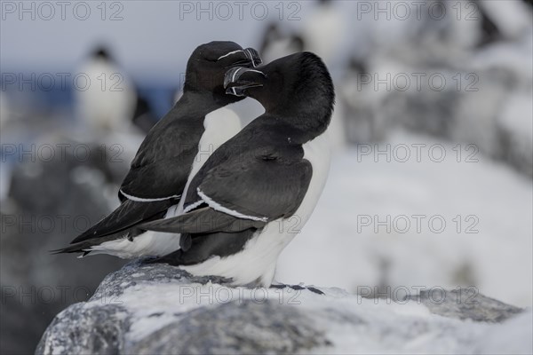 Razorbill (Alca torda), couple, greeting, in the snow, Hornoya, Hornoya, Varangerfjord, Finmark, Northern Norway