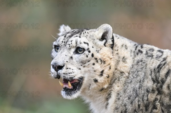 Portrait of a Snow leopard (Panthera uncia) in the forest, captive, habitat in Asia