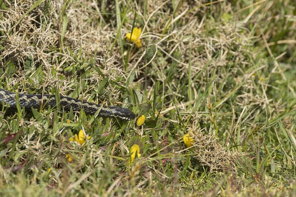 European adder (Vipera berus) adult snake on a gorse bush, England, United Kingdom, Europe