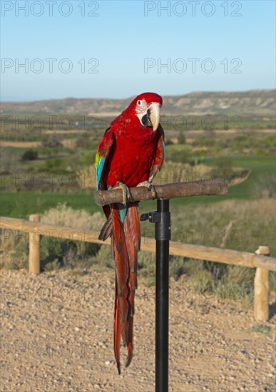 A Scarlet macaw resting on a perch with a green landscape in the background, privately owned, Spain, Europe