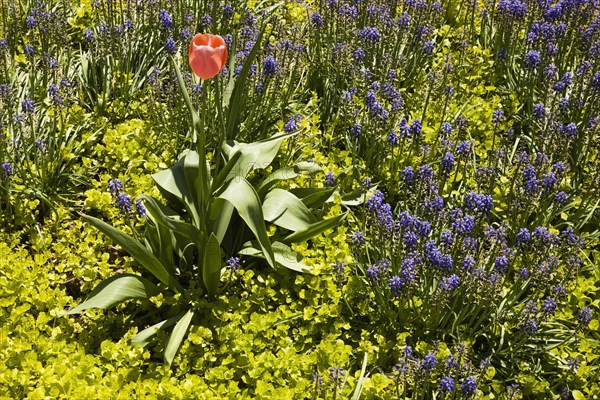Solitary pink Tulipa, Tulip flower growing in a border with Lysimachia nummularia â€˜Aurea', Golden Creeping â€˜Jenny' plants and blue Muscari armeniacum flowers in spring, Montreal, Quebec, Canada, North America