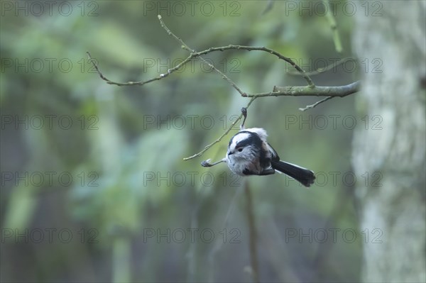 Long-tailed tit (Aegithalos caudatus) adult bird feeding in a woodland, England, United Kingdom, Europe