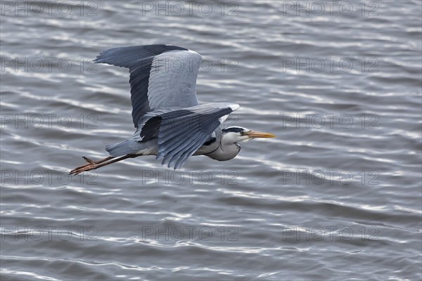 Grey heron in flight, grey heron (Ardea cinerea), water, Geltinger Birch, Goldhoeft, Nieby, Schlei, Schleswig-Holstein, Germany, Europe