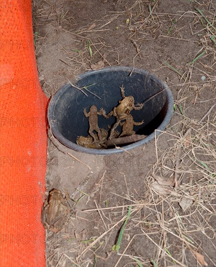 Common toads (Bufo Bufo), males, females, pairs in amplexus and single animals in a bucket dug into the ground next to an amphibian fence in the colour orange, a pair outside the bucket at the protective fence, amphibians trying to escape from the bucket, protection, rescue, amphibian migration, toad fence, barrier, toad migration, species protection, animal welfare, mating, behaviour, trapped, danger, Lower Saxony, Germany, Europe