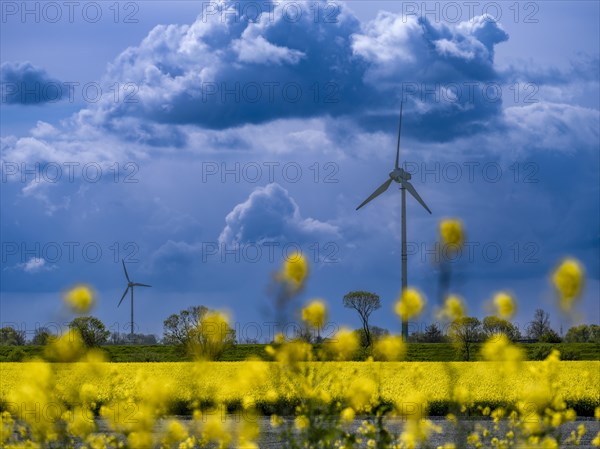 Wind turbines in the Norden wind farm behind a rape field on the North Sea coast, Norden, East Frisia, Lower Saxony, Germany, Europe
