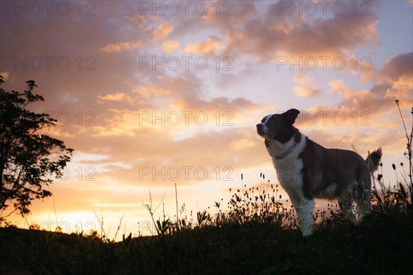 A dog in profile while the sun sets behind the valley. Light from sunlight and border collie. Dog enjoying summer sunset or sunrise over the valley on the grass