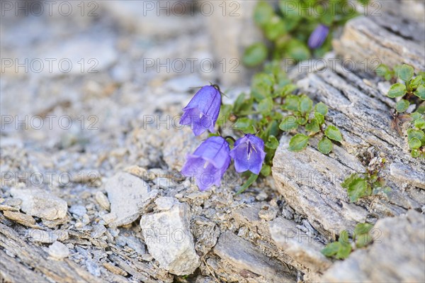 Earleaf bellflower (Campanula cochleariifolia) blooming in the mountains at Hochalpenstrasse, Pinzgau, Salzburg, Austria, Europe