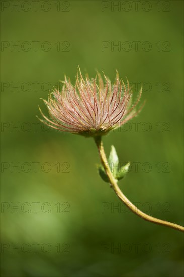 Alpine avens (Geum montanum) seeds in the mountains at Hochalpenstrasse, Pinzgau, Salzburg, Austria, Europe