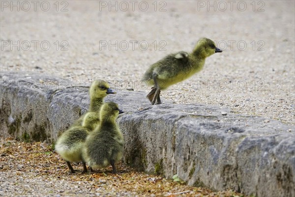 Greylag goose chicks, spring, Germany, Europe