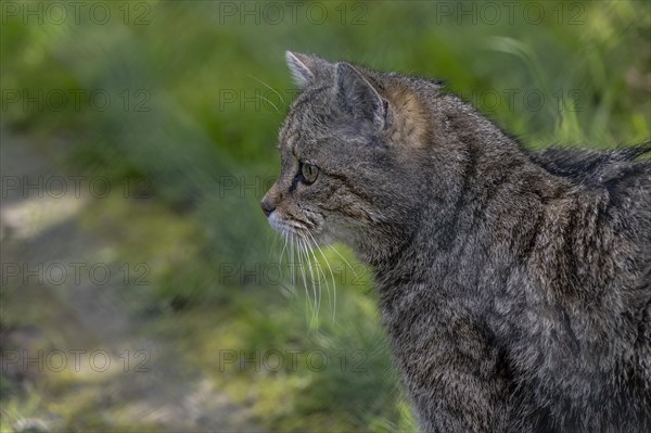 Wildcat (Felis silvestris), captive, portrait, Huetscheroda, Thuringia, Germany, Europe