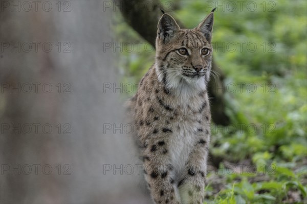 Eurasian lynx (Lynx lynx), captive), coordination enclosure Huetscheroda, Thuringia, Germany, Europe