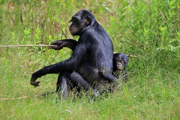 Bonobo, bonobo (Pan Paniscus), female, adult, young animal, feeding, Great ape, Primate, chimpanzee, captive