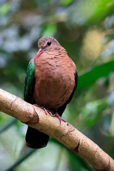 Common emerald dove (Chalcophaps indica), adult, perch, vigilant, captive, Southeast Asia