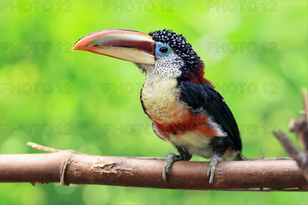 Curl-crested aracari (Pteroglossus beauharnaesii), adult, on tree, captive, South America