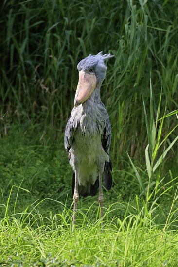 Shoebill (Balaeniceps rex), adult, foraging, captive