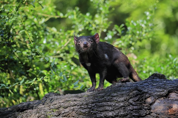 Tasmanian devil (Sarcophilus harrisii), adult, vigilant, on tree trunk, captive, Tasmania, Australia, Oceania