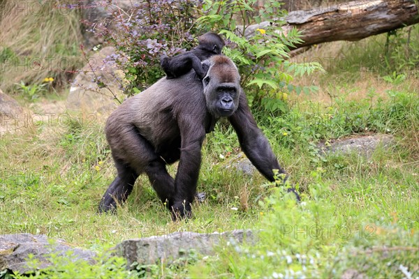 Western gorilla (Gorilla gorilla), adult, female, mother, young animal, baby, on back, social behaviour, running, captive, western Africa