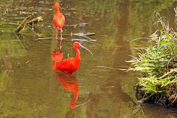 Scarlet ibis (Eudocimus ruber)