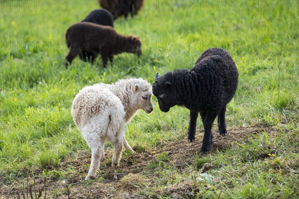 Several lambs in a meadow, one black and one white-brown have their heads together playfully. Ouessant sheep (Breton dwarf sheep) and Ouessant sheep mix