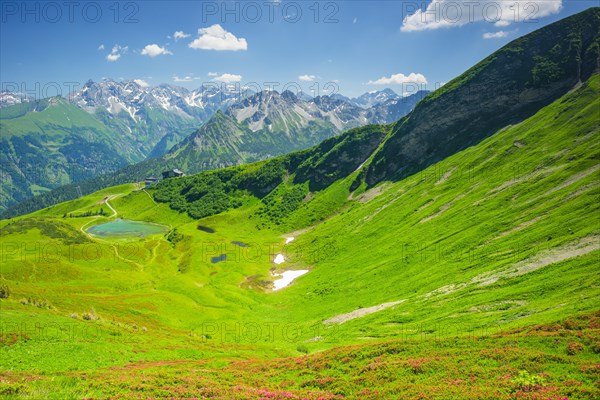 Alpine rose blossom, panorama from Fellhorn over Schlappoldsee and Fellhornbahn mountain station to the central main ridge of the Allgaeu Alps, Allgaeu, Bavaria, Germany, Europe