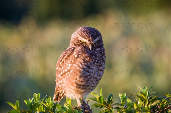 Beautiful owl (Glaucidium minutissimum) in vineyard