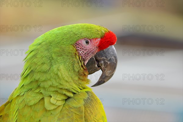 Great green macaw (Ara ambigua), animal portrait, captive, occurrence in South America, Hesse, Germany, Europe