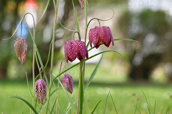 Snake's Head Fritillary (Fritillaria meleagris), flowers in a meadow, inflorescence, early bloomer, spring, Wilnsdorf, North Rhine-Westphalia, Germany, Europe