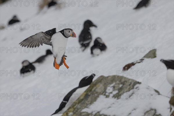 Puffin (Fratercula arctica), landing in the snow, snow, Hornoya, Hornoya, Varangerfjord, Finmark, Northern Norway