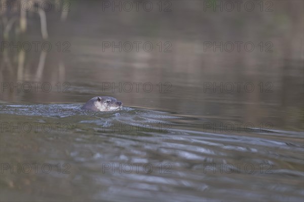 European otter (Lutra lutra) adult animal swimming in a river, Suffolk, England, United Kingdom, Europe