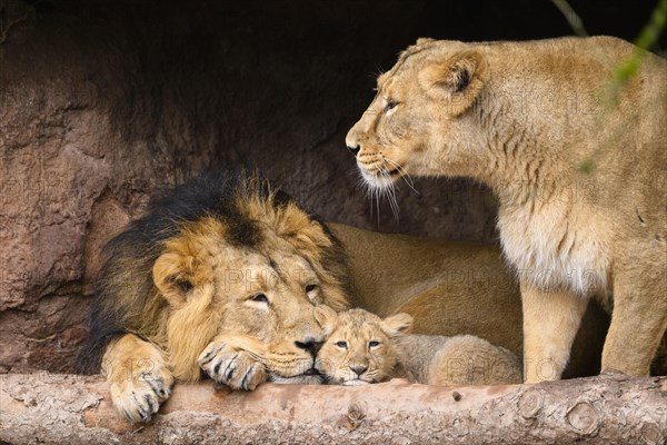 Asiatic lion (Panthera leo persica) family with a male, female and a cub cuddeling, captive, habitat in India